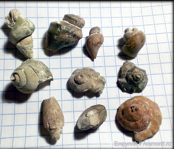 Крым, Gastropoda, лютеций