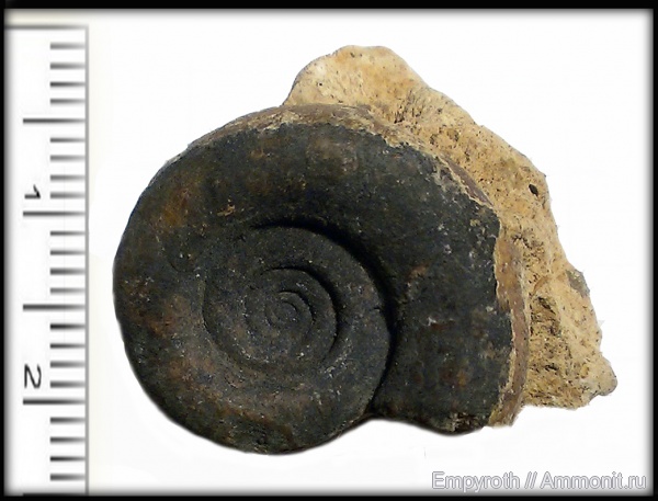 Крым, готерив, Hauterivian