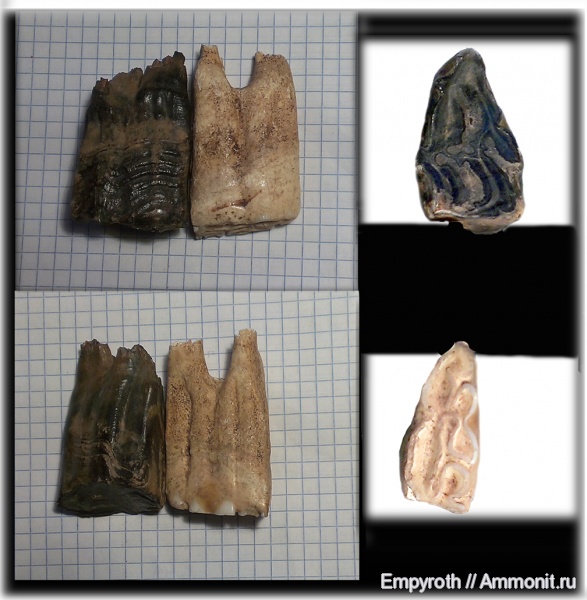 плейстоцен, Крым, Equs