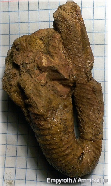 Крым, баррем, Anahamulina, Barremian