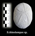 Echinolampas sp.