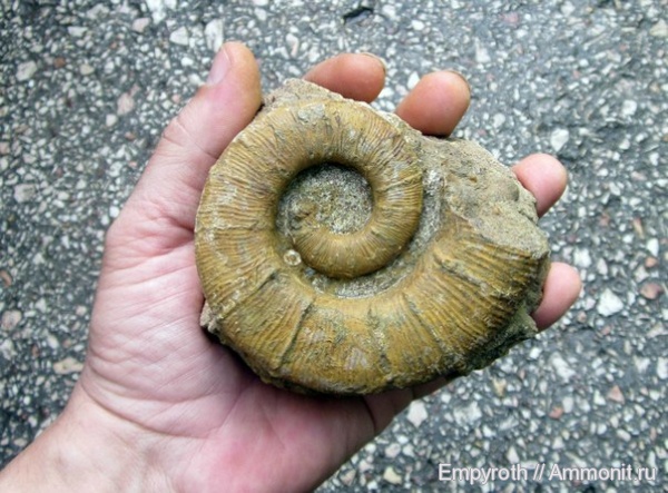 Крым, Crioceratites