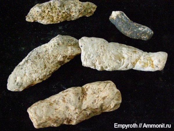 копролиты, Крым, сармат