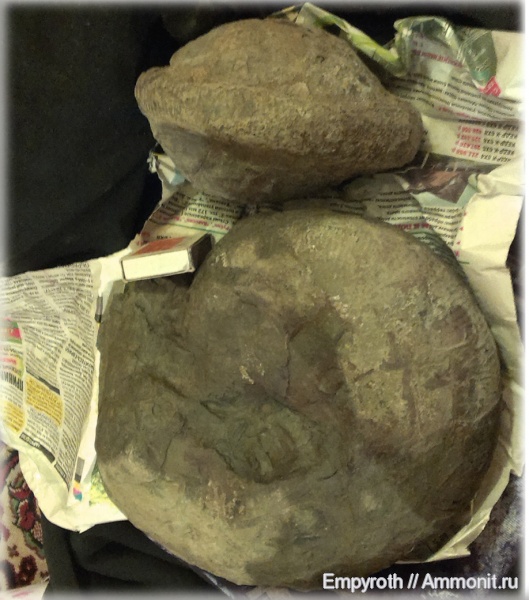 юра, Крым, Macrocephalites, Jurassic