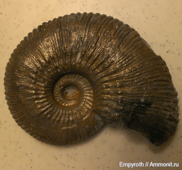 палеоарт, paleoart