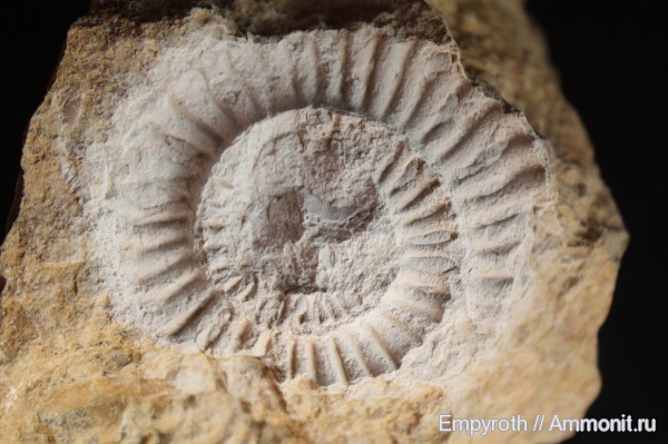 юра, Крым, Paltechioceras, синемюр, Echioceratidae, Paltechioceras romanicum, Psiloceratoidea, Sinemurian, Jurassic