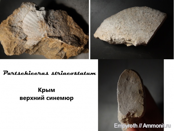юра, Крым, плинсбах, partschiceras, Partschiceras striatocostatum, Pliensbachian, Jurassic