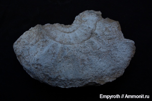 юра, Крым, синемюр, Epideroceras lorioli, Epideroceras, Sinemurian, Jurassic