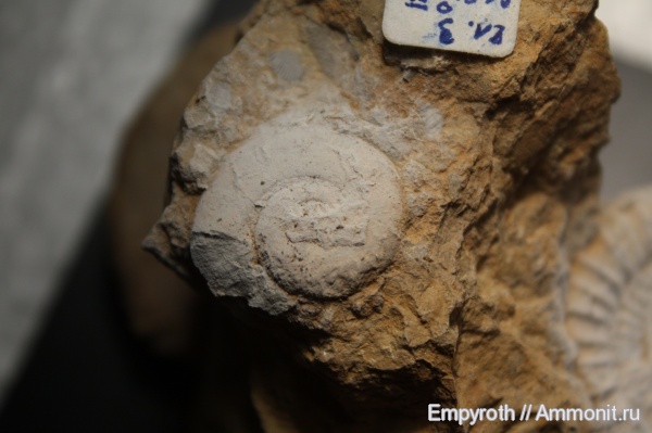 юра, Крым, синемюр, Sinemurian, Jurassic