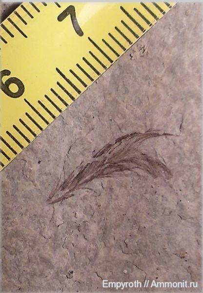 птицы, миоцен, Крым