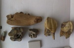 Республика Беларусь. Зубы шерстистого носорога (Coelodonta antiquitatis) и фрагмент челюсти, принадлежавший маленькому носороженку.