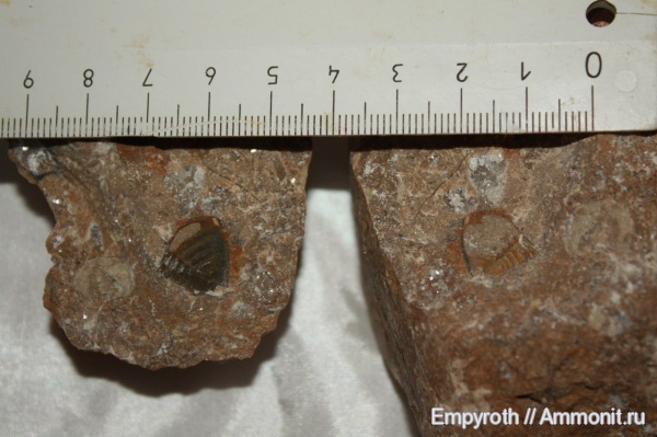 трилобиты, Белоруссия