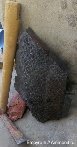 Calamites, Lepidodendron