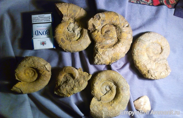 Крым, Biasaloceras, Crioceratites