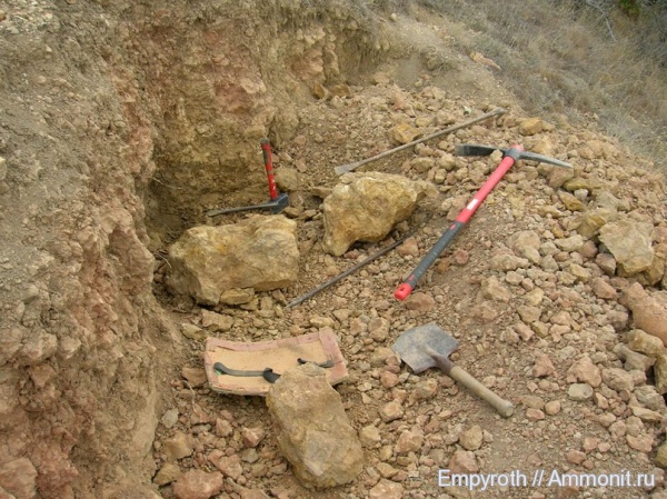 аммониты, Крым, готерив, баррем, нижний баррем, Верхоречье, fossil hunting, Hauterivian