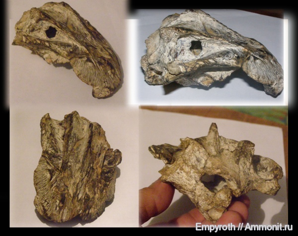 миоцен, Крым, сармат, Xiphias