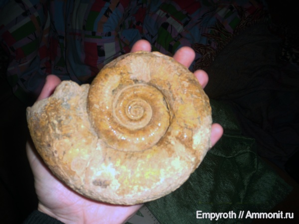 Крым, Biasaloceras