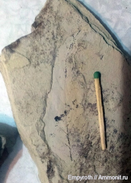 Флора, Крым, сармат