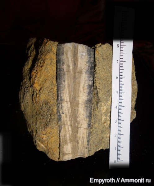 юра, Крым, Megateuthis, Луговое, Jurassic