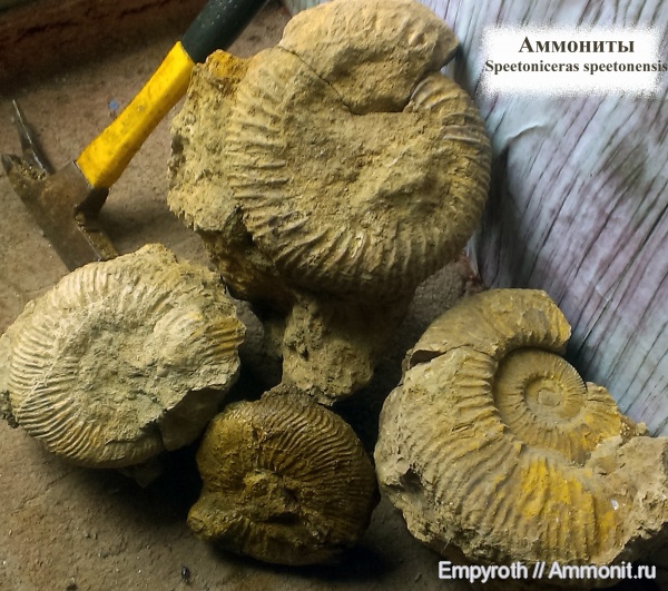 Speetoniceras, Крым, Speetoniceras speetonensis, Hauterivian