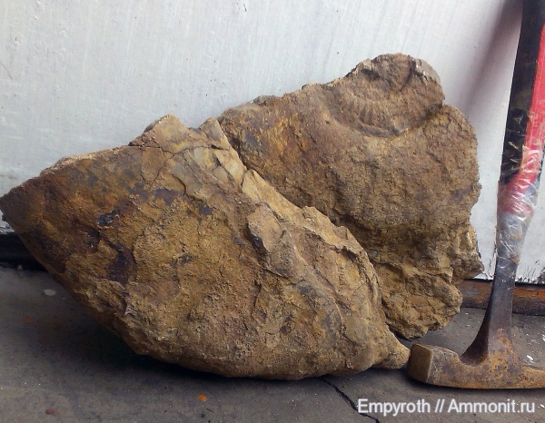 Крым, синемюр, Epideroceras, Sinemurian