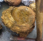 Крупный Crioceratites в породе