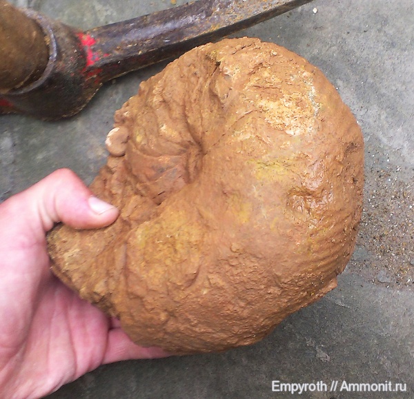 Крым, Cymatoceras