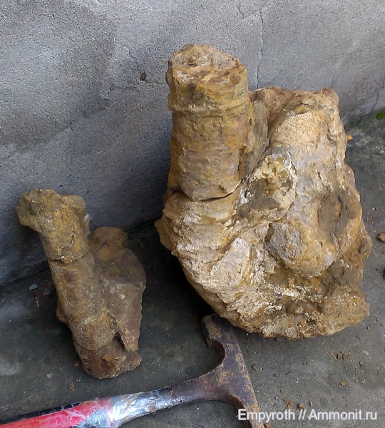 Крым, готерив, Hamulina, Hamulina astieriana, Hauterivian