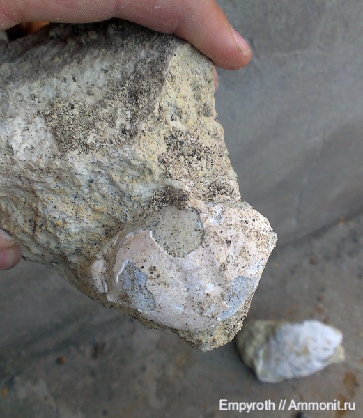 эоцен, Крым, Xanthopsis, крабы, лютеций