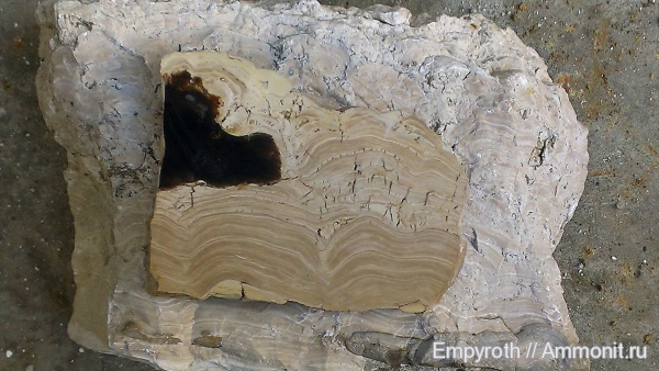 карбон, строматолиты, Подмосковье