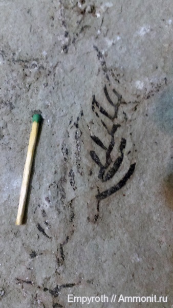 растения, водоросли, Крым, сармат, Cystoseira