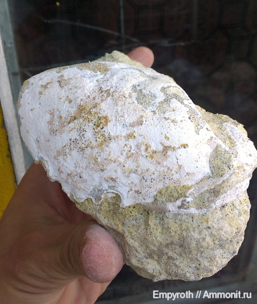 эоцен, Крым, Xanthopsis, крабы, лютеций