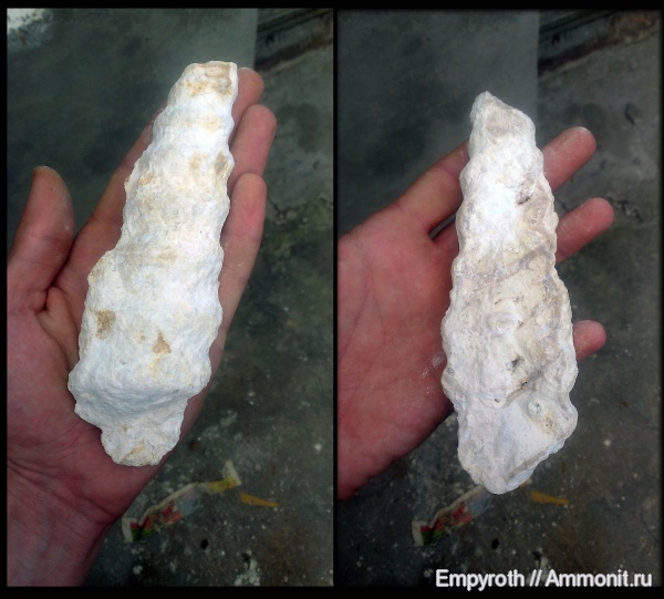 гастроподы, Крым, валанжин, Nerinea, Valanginian