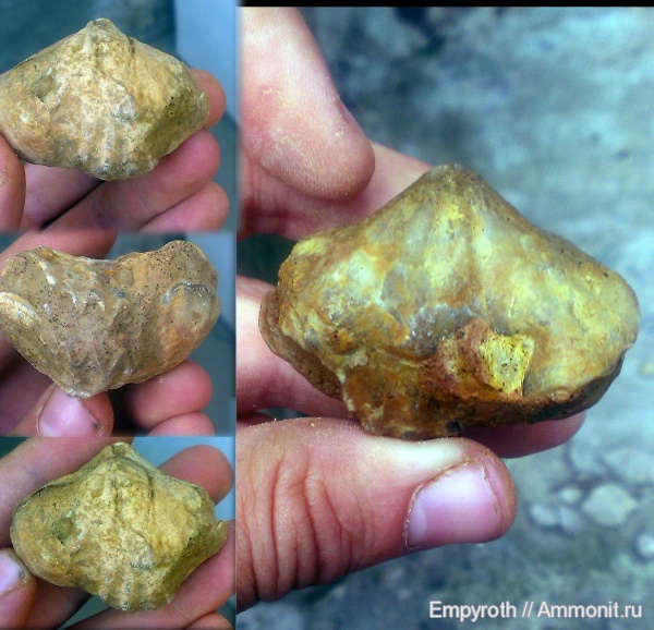 Крым, баррем, нижний баррем, Lacunosella, Lacunosella eichwaldi, Lacunosella malbosi