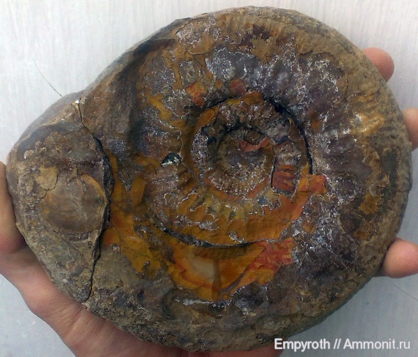 юра, бат, Крым, Bathonian, Jurassic