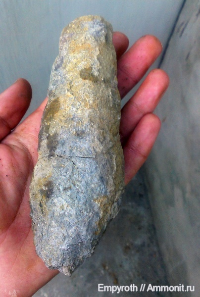 юра, оксфорд, Крым, Nerinea, Oxfordian, Jurassic