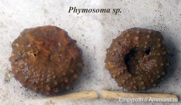 морские ежи, готерив, баррем, нижний баррем, Phymosoma, Hauterivian, Phymosoma loryi