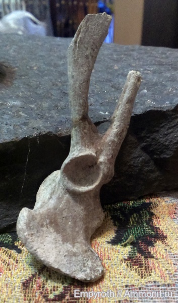 Крым, сармат, Monachopsis Крым, сармат, Monachopsis