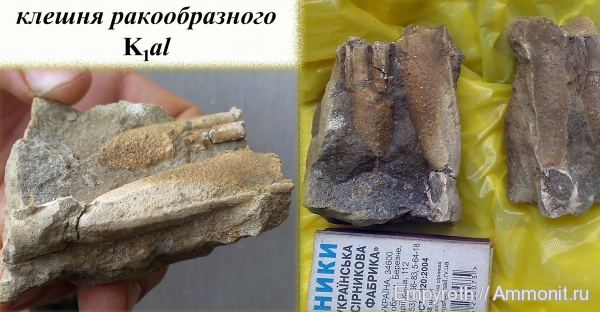 членистоногие, раки, альб, Крым, Верхоречье, Hoploparia, Hoploparia longimana, Albian, верхний альб