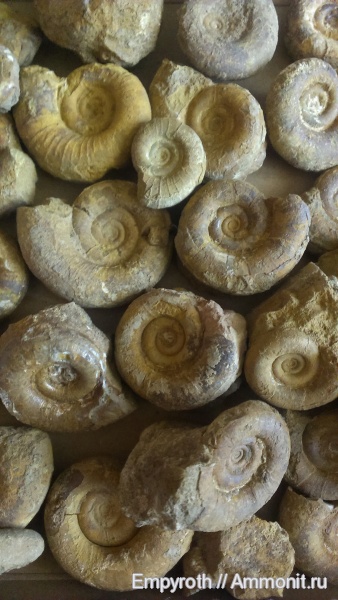 Крым, готерив, Biasaloceras, Hauterivian