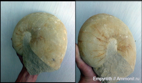 Наутилусы Крым