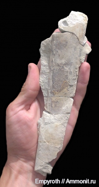 маастрихт, Крым, Baculites, Maastrichtian