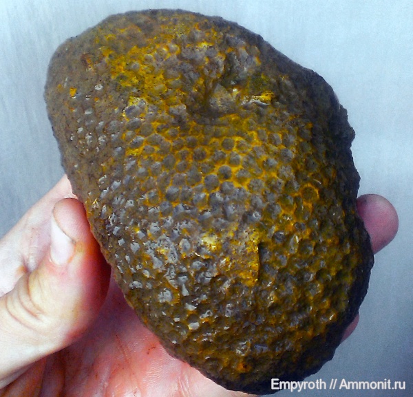 кораллы, Крым, Верхоречье, Scleractinia