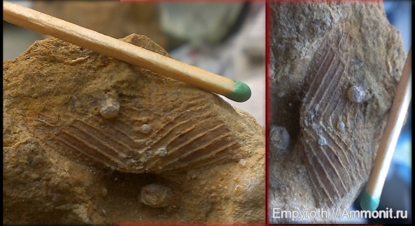 мел, Крым, готерив, аптихи, Aptychi, Hauterivian, Cretaceous, нижний готерив