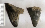 Зубы ламноидных акул Otodus sp.
