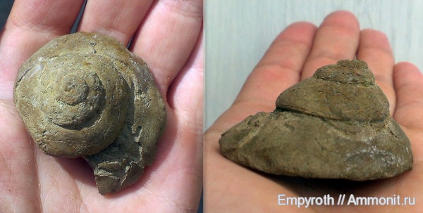 гастроподы, маастрихт, Крым, Maastrichtian