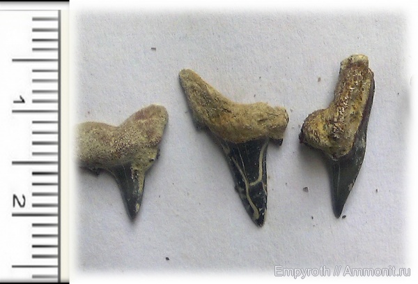 акулы, Крым, Odontaspididae, Isurolamna, Brachycarcharias, лютеций, Physodon, sharks