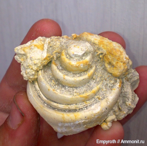 гастроподы, Крым, Strombus, лютет