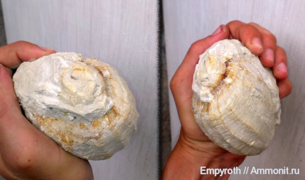 гастроподы, маастрихт, Крым, Maastrichtian