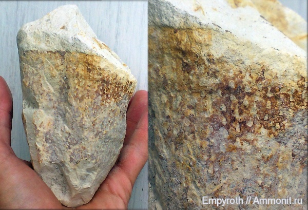 губки, маастрихт, Крым, Maastrichtian